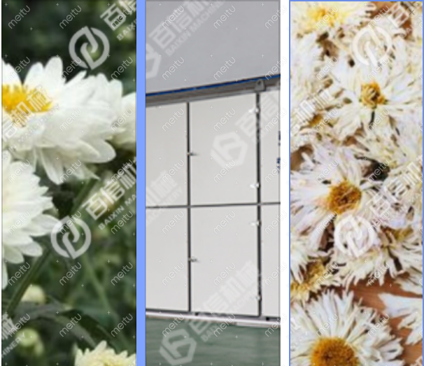 菊花烘干机